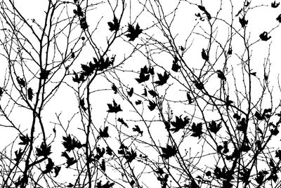 Low angle view of birds perching on tree against sky