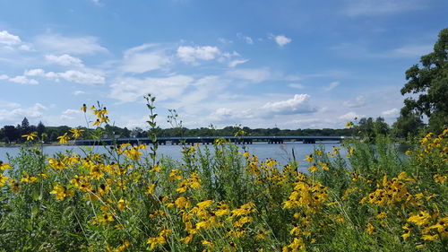 Close-up of flowers against sky