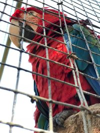 Low angle view of a bird in cage