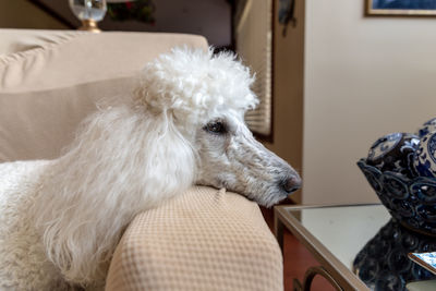 Dog relaxing on sofa at home