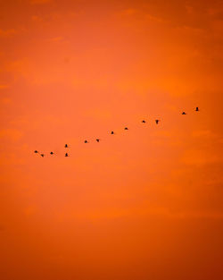 Migrating birds