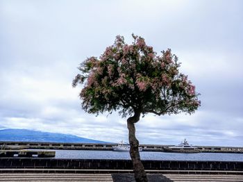 Tree by bridge against sky