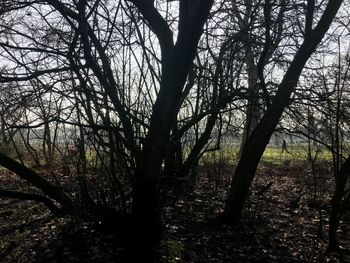 Low angle view of trees against sky