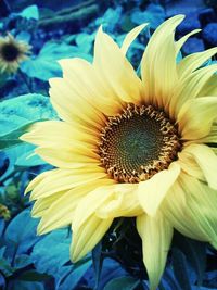 Close-up of yellow flower