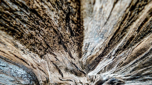 Full frame shot of tree trunk