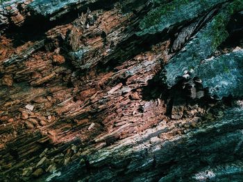 Full frame shot of tree trunk