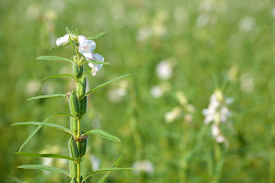 Close-up of flowering plant on field