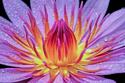 Close-up of wet pink flower