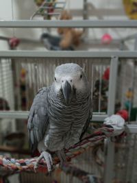 Close-up of parrot in cage