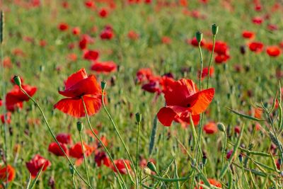 Close-up of red poppy flowers in field