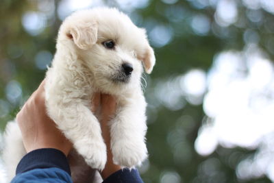 Close-up of puppy