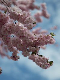 Close-up of cherry blossom tree