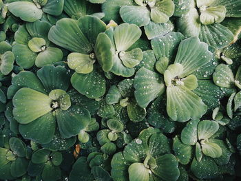 Full frame shot of water drops on plant