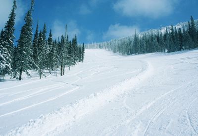 Pine trees on snow covered land against sky