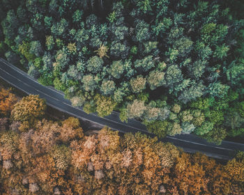 High angle view of trees in forest