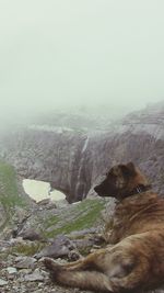 Dog in foggy weather