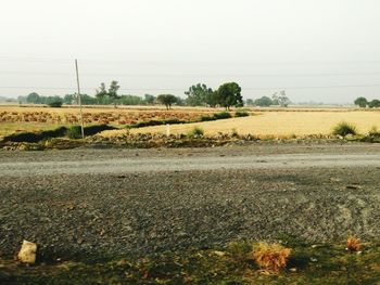 Scenic view of field against clear sky