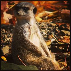 Close-up of monkey