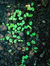 High angle view of plants growing on field