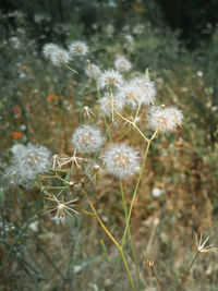 Close-up of wilted dandelion flower on field