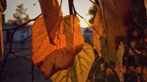 Close-up of autumn leaf on tree