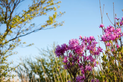 Low angle view of pink flowers blooming against clear sky