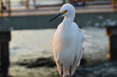 Close-up of little egret against river