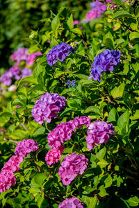 Close-up of purple flowers blooming outdoors