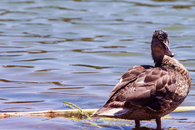 Close-up of bird perching on lake