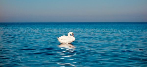 View of duck swimming in sea against sky