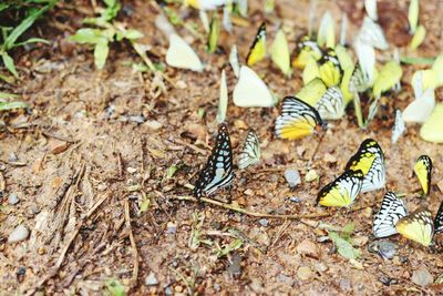 Close-up of butterfly on leaves