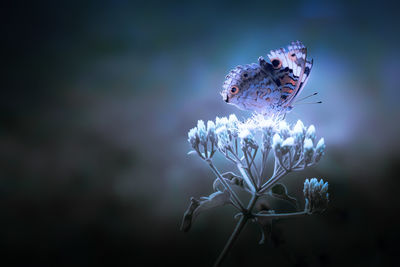 Butterfly pollinating wild flowers while flying