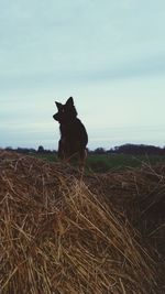 Dog sitting on field against sky