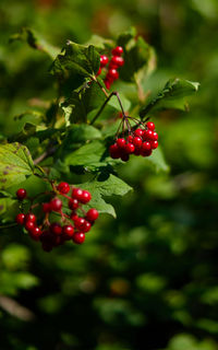 Close-up of red berries growing on tree