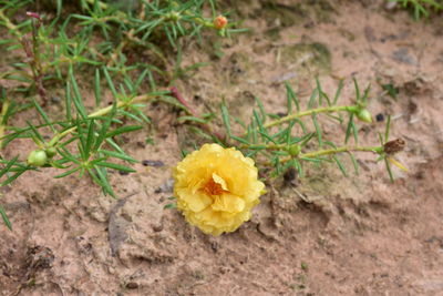 High angle view of yellow flowering plant on land