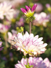 Close-up of pink flowers