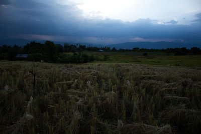 Scenic view of dried rice on field against cloudy sky