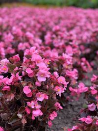 Close-up of pink flowering plant on field