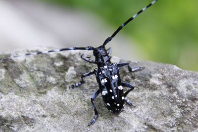 Close-up of insect