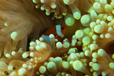 Close-up of fish swimming in sea