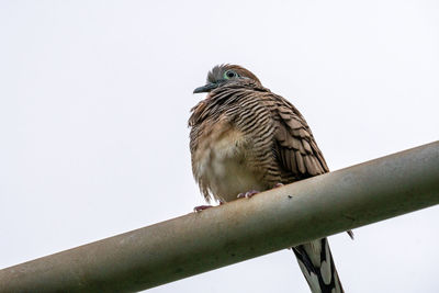 Low angle view of eagle perching on railing against clear sky