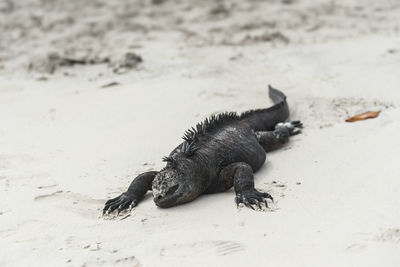 Close-up of lizard on sand at beach