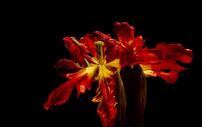 Close-up of red flower against black background