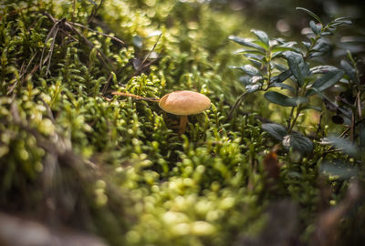 Close-up of mushroom growing on field