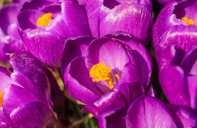 Close-up of pink crocus flowers