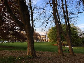 Trees on grassy field