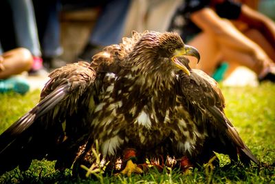 Close-up of eagle on land