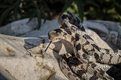 Close-up of lizard on rock