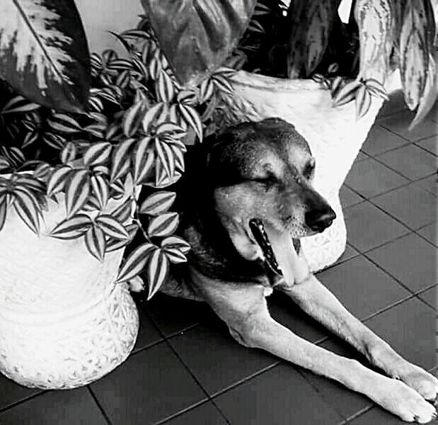 pets, dog, one animal, animal themes, domestic animals, indoors, mammal, relaxation, high angle view, tiled floor, sitting, no people, home interior, flooring, black color, sofa, close-up, resting, day, lying down