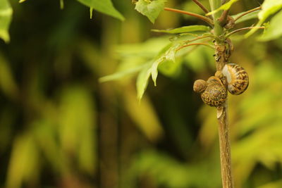 Close-up of caterpillar on plant